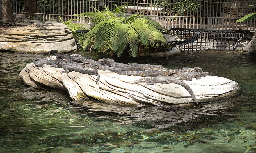 At Earth Day Eco-Fest, guests can learn more about alligators and other wildlife inside the resort's Gator Springs area.